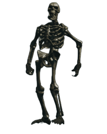 Skeleton1H