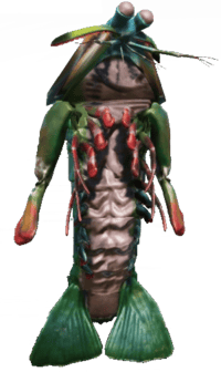 Mantis Shrimp
